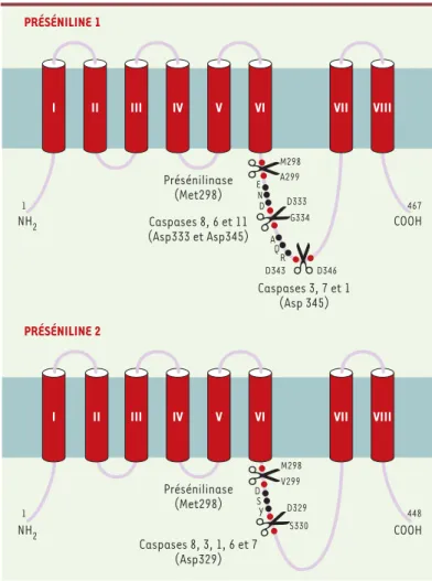 Figure 4. Structure et protéolyse des présénilines. La structure présentée, à 8 domaines transmembranaires, est encore discutée