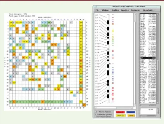 Figure 2. Comparaison homme/souris : grille d’Oxford et analyses des données. La partie gauche de la figure représente une « grille d’Oxford », montrant les similitudes globales entre les chromosomes de chacune des deux espèces