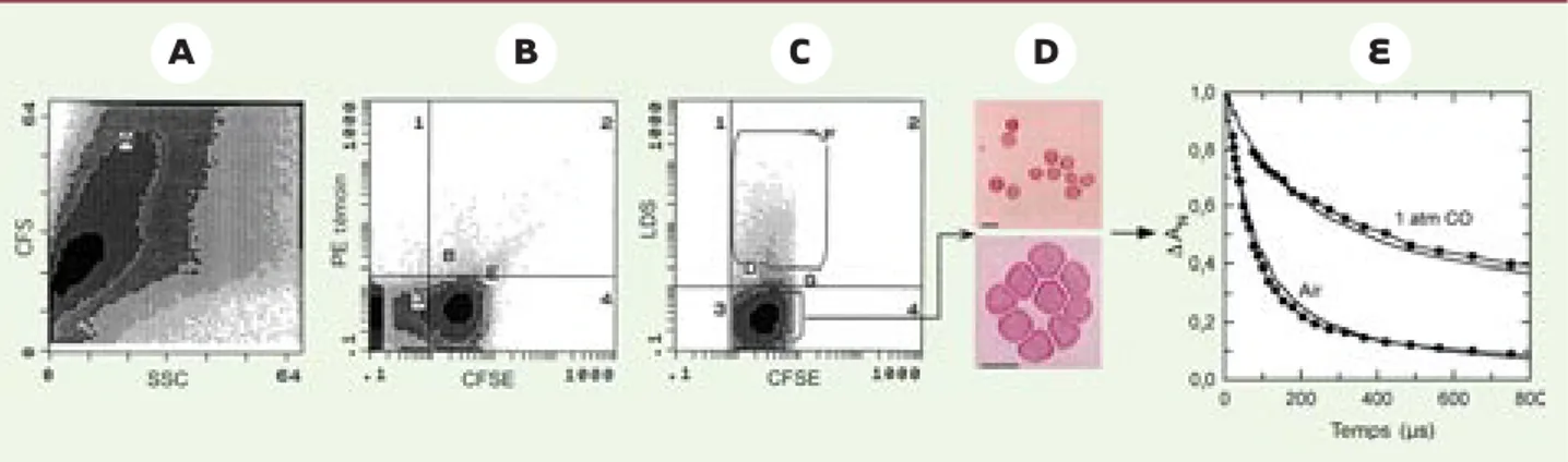 Figure 2. Maturation terminale des précurseurs érythroïdes humains transfusés.  Les cellules CFSE + circulantes du sang périphérique des souris nod/scid, négatives  au LDS (colorant vital des acides nucléiques), représentatives des globules rouges (GR) énu