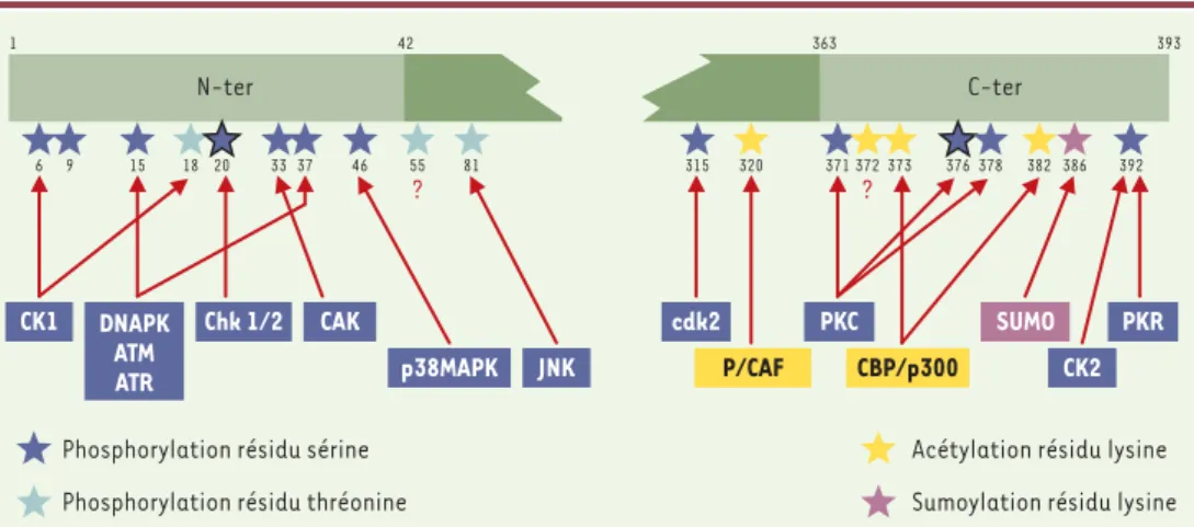 Figure 3. Modifications post-traductionnelles de p53. Représentation schématique de la protéine p53 et des résidus spé- spé-cifiques des acides aminés qui sont sujets à une phosphorylation, une déphosphorylation, une acétylation ou une  sumoy-lation (SUMO 