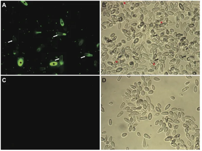 Figure 1. Fluorescence labeling of cell wall mannan groups in P. boydii conidia. Conidia recovered from 5-day-old cultures were incubated with concanavalin A conjugated to fluorescein isothiocyanate (Con A-FITC), and examined under fluorescence microscopy