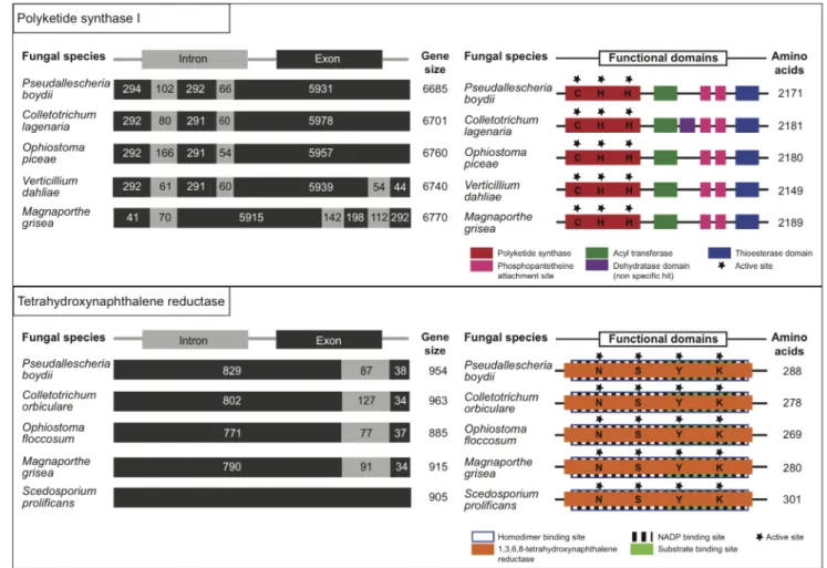 Figure 5. Analysis of PKSI and 4HNR gene sequences and predicted protein sequences. Alignment of protein and nucleotide sequences for polyketide synthase type I of the fungi (Accession number): Pseudallescheria boydii (KC440182, this work), Colletotrichum 