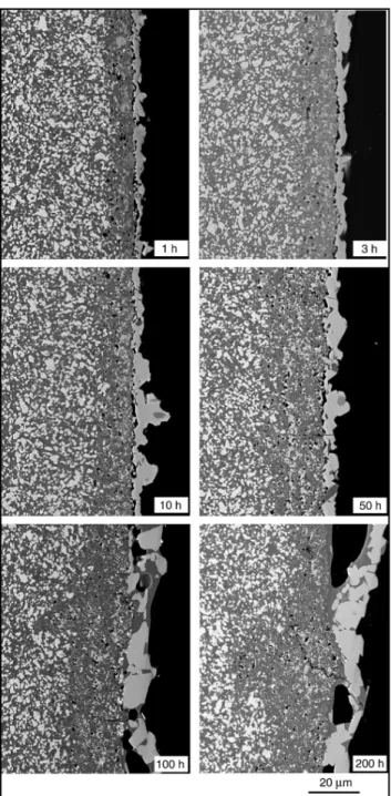 Fig. 5. Backscattered SEM micrographs of cross sections of the Si 3 N 4 – TiN composite after different oxidation durations at 1150°C in air.