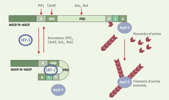Figure 1. Mécanisme d’inhibition de N-WASP par le peptide 187-1. PIP 2 , Cdc42, Grb 2 ou Nck se fixent respectivement au domaine basique (B), au domaine de fixation des protéines G (GBD) et au domaine riche en proline (PRD) de  N-WASP pour stabiliser sa fo