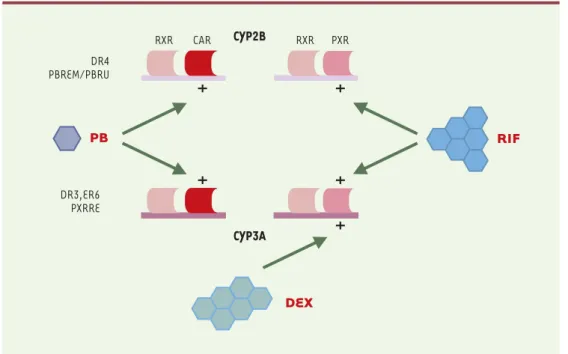 Figure 3. Schéma hypothétique des relations entre CAR et PXR influençant l'expression des gènes CYP2B et CYP3A.