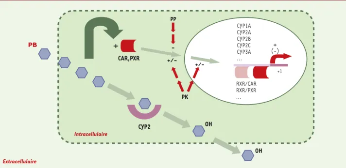 Figure 4. Schéma récapitulatif et hypothétique de la voie de transduction du signal induite par le phénobarbital