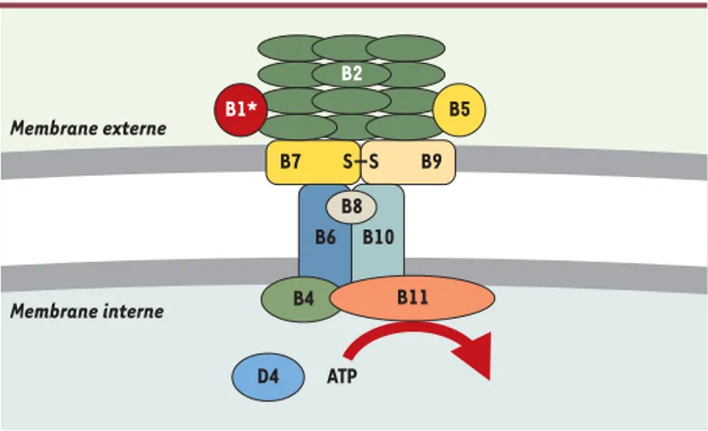 Figure 3. Structure des systèmes de type IV. Localisation des composants VirB du système de transfert de l’ADN-T chez Agrobacterium tumefaciens