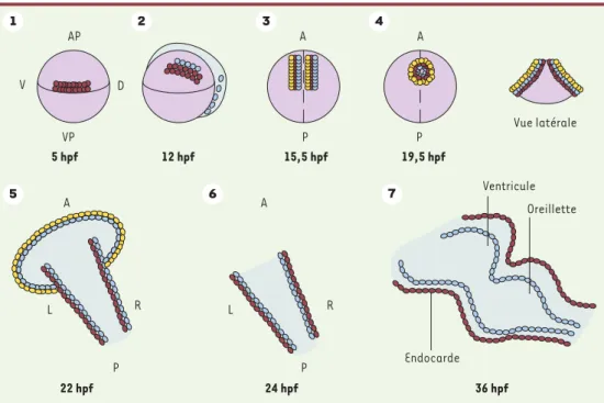 Figure 1. Développement du cœur du poisson zèbre. 1. Cinq heures après la fécondation (hpf), les cellules progé- progé-nitrices sont situées dans les régions ventrales et latérales de l’embryon