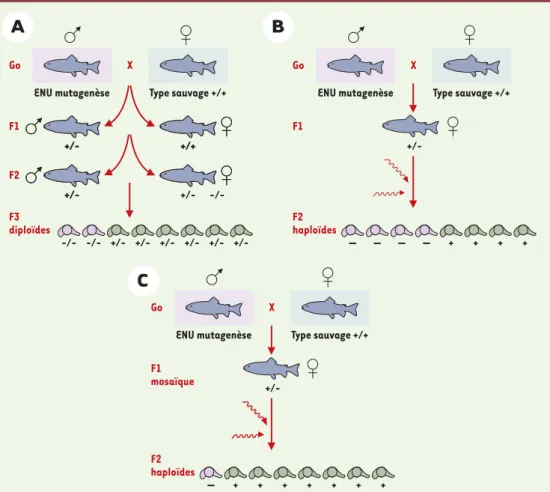 Figure 2. Criblage des mutations affectant le développement du poisson zèbre. A. Les mâles subissent une muta- muta-genèse (N-éthyl-N-nitroso-urée) et sont croisés avec des femelles sauvages pour donner la génération F1