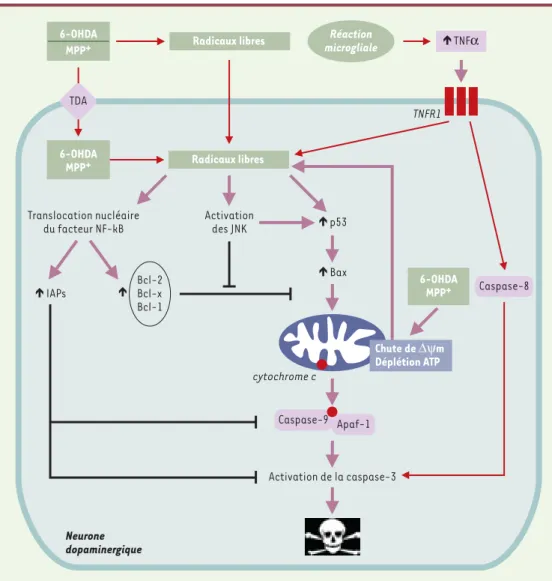 Figure 2. Mécanismes impliqués dans la mort des neurones dopaminergiques induite par la 6-OHDA et le MPTP