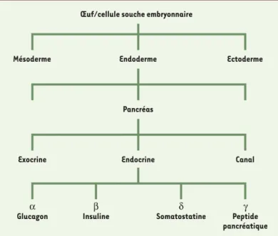 Figure 1. Récapituler in vitro les étapes de formation du pancréas pour produire en masse des cellules endocrines