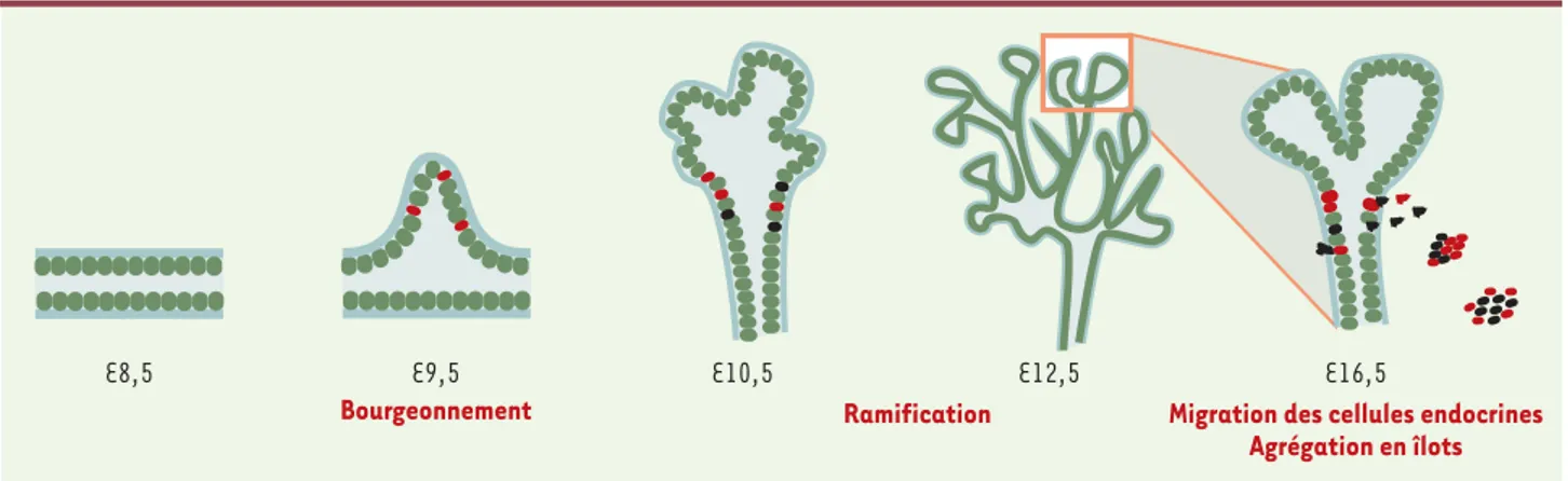 Figure 4. Morphogenèse du pancréas. Une coupe longitudinale du tube digestif montre à E8,5 les cellules de l’épithélium dorsal et ventral, en vert, et la lame basale en bleu