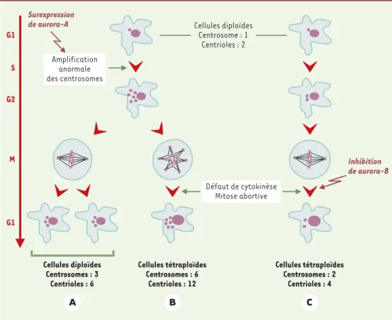 Figure 1. Anomalies des centrosomes et aneuploïdie. A et B. Duplication anormale des centrosomes avant l'en- l'en-trée en mitose (sont représentés ici six centrosomes)