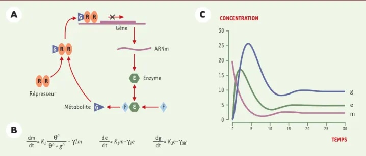 Figure 4. Modélisation différentielle du réseau correspondant au cas classique d'inhibition d'une réaction par son produit (d'après [26])