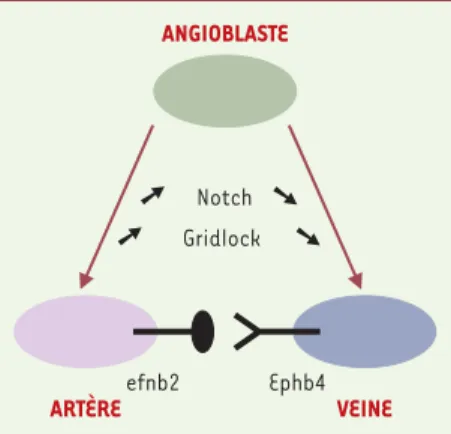 Figure 1. Schématisation du déterminisme artère-veine à partir du progéniteur commun l’angioblaste