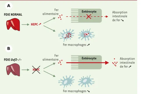 Figure 1. Modèle proposé pour le rôle inhibiteur de l'hepcidine au niveau de l'absorption  intes-tinale de fer