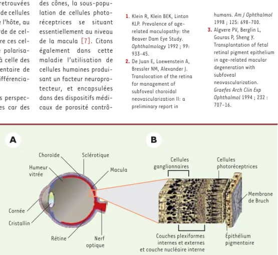 Figure 1. Anatomie de la rétine. A.  Coupe sagittale de l’œil humain et agrandissement de la rétine montrant l’or- l’or-ganisation cellulaire de celle-ci  B