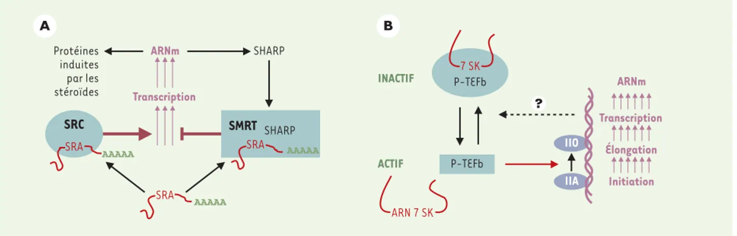 Figure 1. Deux exemples d’ARN modulant la transcription. A. La transcription des gènes induits par les stéroïdes est activée par un complexe acti- acti-vateur (SRC) comprenant le récepteur des stéroïdes et l’ARN polyadénylé SRA