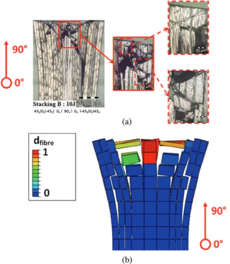Fig. 16. Microscopic cut section of kink-bands of the stacking B impacted at 10 J (a) and corresponding fiber damage numerically obtained (b).