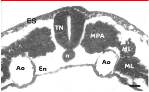 Figure 1. Coupe transversale d’un embryon de poulet (stade 10 somites) à l’issue de la neurulation