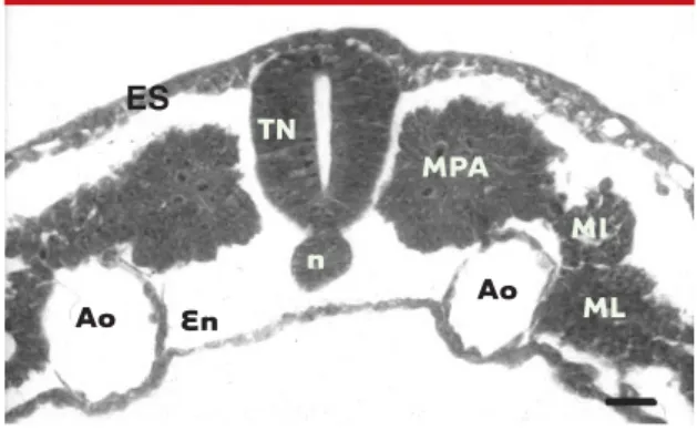 Figure 1. Coupe transversale d’un embryon de poulet (stade 10 somites) à l’issue de la neurulation