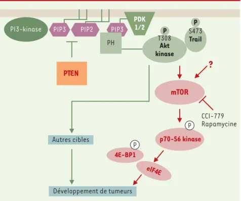 Figure 1. mTOR, une nouvelle cible dans le traitement des tumeurs présentant un dysfonctionne- dysfonctionne-ment de la voie PI 3-kinase/PTEN