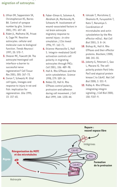 Figure 2. Mécanismes moléculaires responsables du déclenchement de la migration des astrocytes.