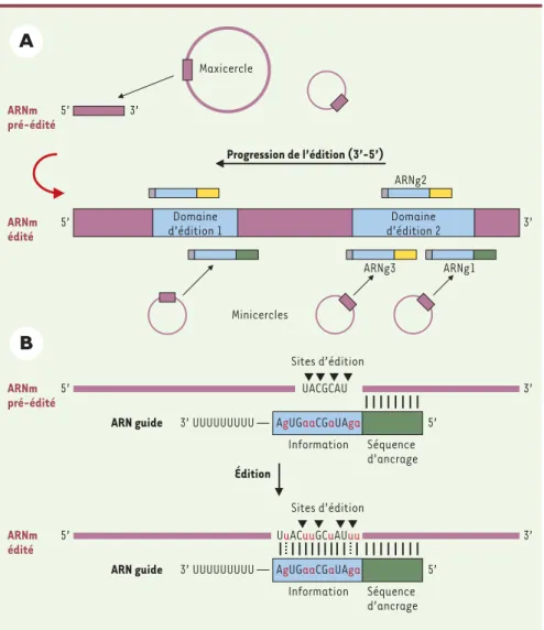 Figure 1. A. Mécanisme d’édition des ARNm chez les trypanosomes. Les deux domaines d’édition sur l’ARNm sont représentés en bleu, les régions non  édi-tées en mauve