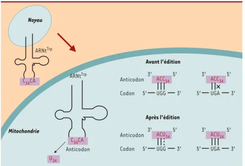 Figure 2. Édition de l’anticodon de l’ARNt Trp  mitochondrial. L’ARNt Trp codé dans le génome nucléaire, après la transcription, est importé vers la mitochondrie