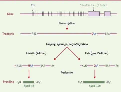 Figure 4. Les différents éléments participant à l’édition de l’ARNm de l’apolipoprotéine B sont repré- repré-sentés dans un complexe ribonucléoprotéique appelé « éditosome»