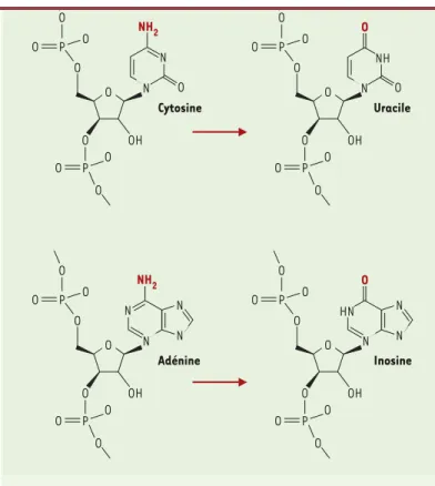 Figure 5. Édition de l’ARN par modification de base. Conversion par désamination de la cytosine en uridine et de l’adénine en inosine.