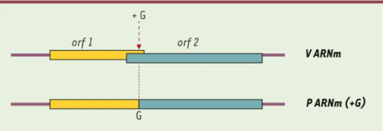 Figure 6. Édition par insertion de résidus G dans l’ARNm de paramyxovirus.