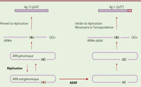 Figure 7. Mécanisme d’édition de l’ARNm du virus de l’hépatite delta. L’édition par désamination de A en I a lieu dans le brin de l’ARN antigénomique