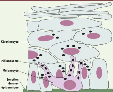 Figure 1. Interaction mélanocyte/kératinocyte et distribution des mélanosomes dans l’épiderme