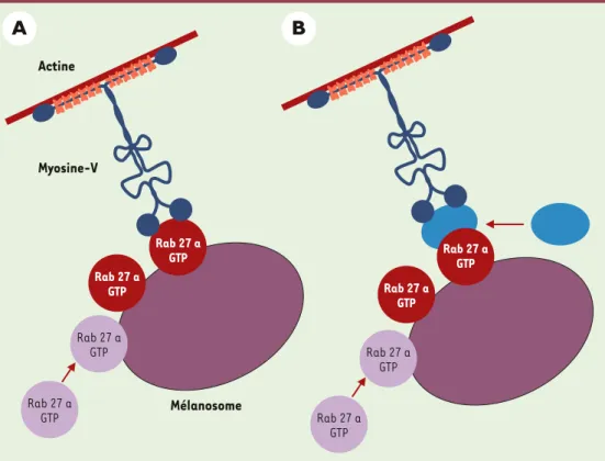Figure 4. Rôle hypothétique de Rab27a dans le transport distal des mélanosomes. Rab27a pourrait être le récepteur de la myosine Va à la surface des mélanosomes (A), ou pourrait recruter un effecteur qui lierait la myosine Va (B).