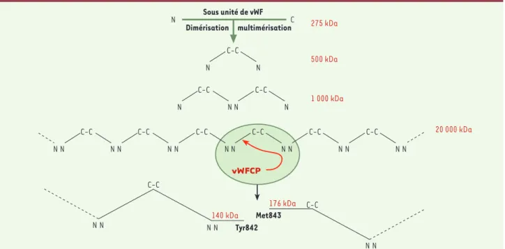 Figure 1. Structure multimérique du vWF et protéolyse physiologique des multimères par la vWFCP  Au cours de la maturation, les sous-unités de vWF (275 kDa) dimérisent par des ponts disulfures C-terminaux (500 kDa) et les dimères multimérisent par des pont