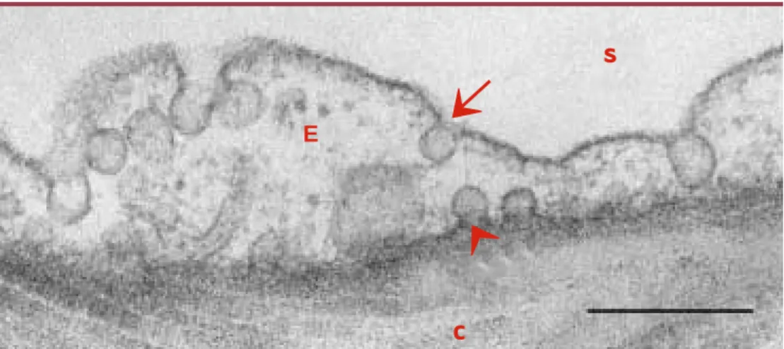 Figure 1. Cellule endothéliale pulmonaire reposant à sa partie basale sur du tissu conjonctif, visualisée en micro- micro-scopie  électronique  à  transmission