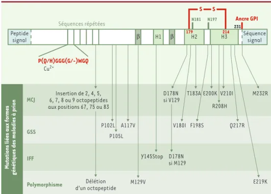 Figure 1. Structure primaire de la protéine PrP C humaine. La pré-protéine comporte 254 résidus d’acides aminés.