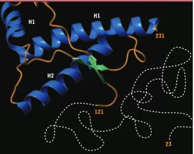 Figure  2. Représentation  schématique  de  la  structure  tridimensionnelle  de  la protéine prion normale recombinante de hamster