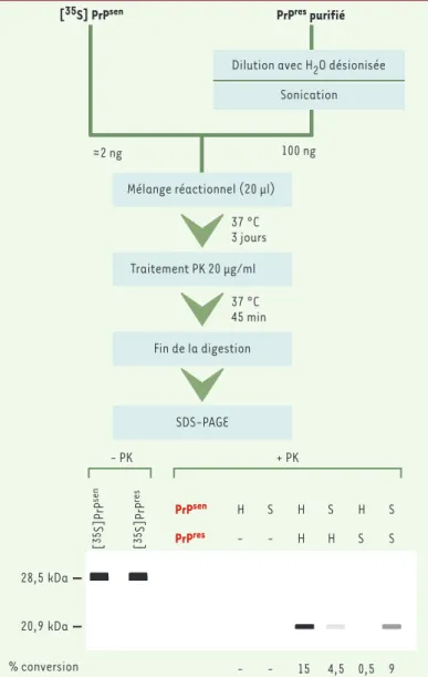 Figure 3. Conversion de la PrP C en PrP Sc in vitro dans un système acellulaire.  A.  Principe  du  test