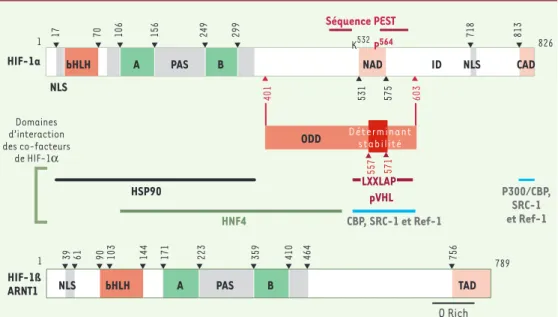 Figure 1. Structure des sous-unités humaines de HIF-1. Domaines fonctionnels des deux sous-unités de HIF-1 et, lorsqu’ils sont connus, domaines d’interaction des co-facteurs de HIF-1α