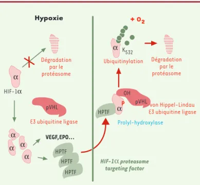 Figure 3. Boucle de régulation de HIF-1α par HPTF (HIF-1α proteasome targe- targe-ting factor)