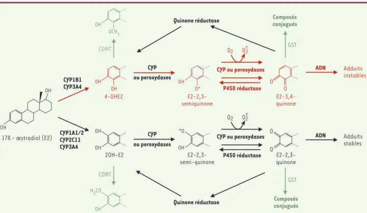 Figure 1. Voies métaboliques de l’œstradiol. L’œstradiol (E2, à gauche sur la figure) est le principal œstrogène