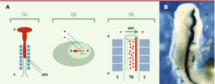 Figure 1. Protocole d’électroporation d’un gène hôte dans le tube neural d’un embryon de poulet de stade 10 somites