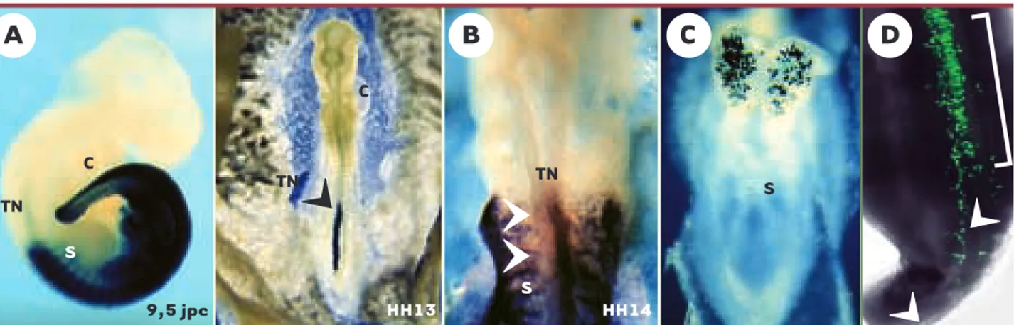 Figure 3. Exemples d’applications biologiques de l’électroporation in vivo. A. Expression d’une construction portant le gène lacZ sous le contrôle d’un élément régulateur murin du gène Hoxb9 spécifique du tube neural