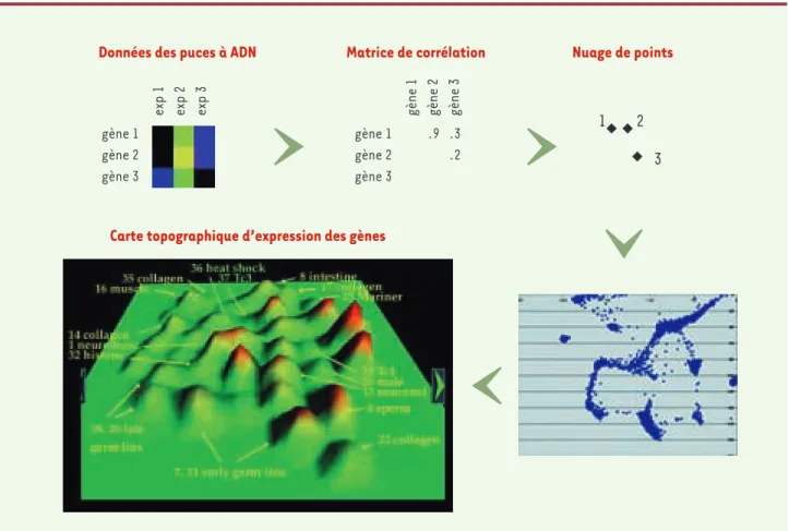 Figure 1. Construction d'une carte topographique d'expression de gènes. Dans la matrice d'expression, le jaune représente l'augmentation relative de l'expression d'un gène et le bleu une diminution