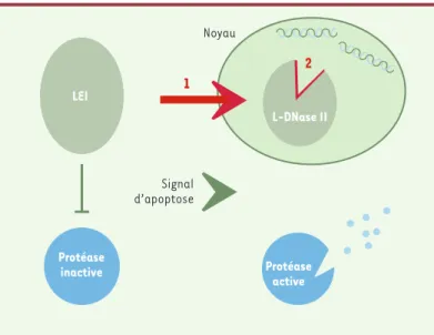 Figure  2. La  LEI/L-DNase  2,  commutateur  moléculaire  de  l'apoptose. Selon  ce modèle,  dans  une  cellule  vivante,  la  LEI  inhibe  les  protéases,  alors  que,  sous l'effet d'un signal apoptotique, elle est transformée en L-DNase II par  modifi-c