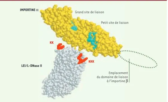 Figure 6. Reconnaissance de la LEI/L-DNase-II par une karyophérine (importine) alpha. La karyophérine α et la LEI/L-DNase II sont disposées de façon à montrer leur probable interaction via leurs séquences de  reconnaissan-ce spécifiques : les lysines basiq