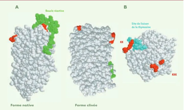 Figure 7. Hypothèses concernant la régulation de la nucléarisation de la LEI/L-DNase II
