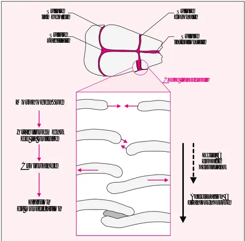 Figure 1. Dynamique des sutures crâniennes. Chacun des os plats du crâne (en gris clair) se formant par ossification intramembranaire commence par s’étendre de façon centrifuge par rapport à son futur point central